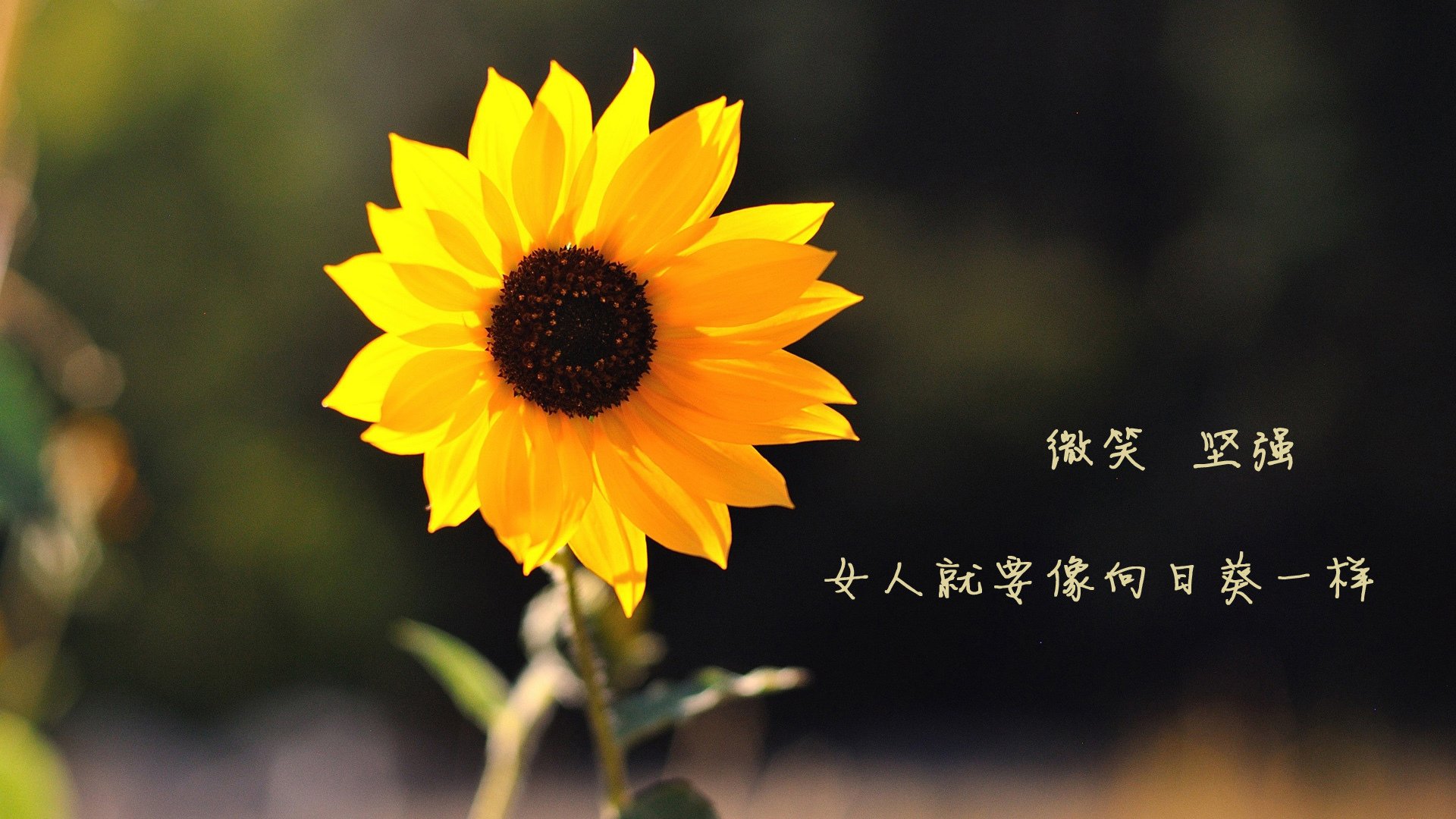 电竞主播与粉丝的情感连接构建方法，游戏主播和粉丝恋爱的结果