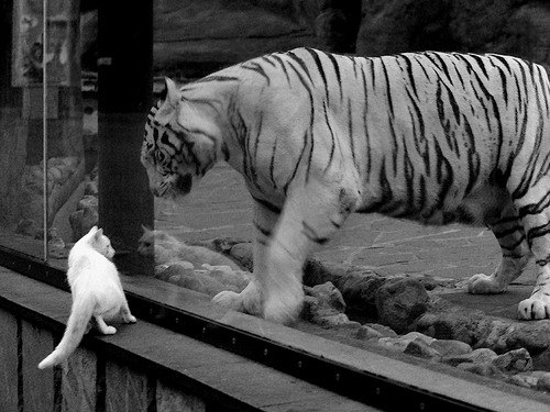 中国女篮注重比赛录像分析 提升技战术意识,看中国女篮篮球赛