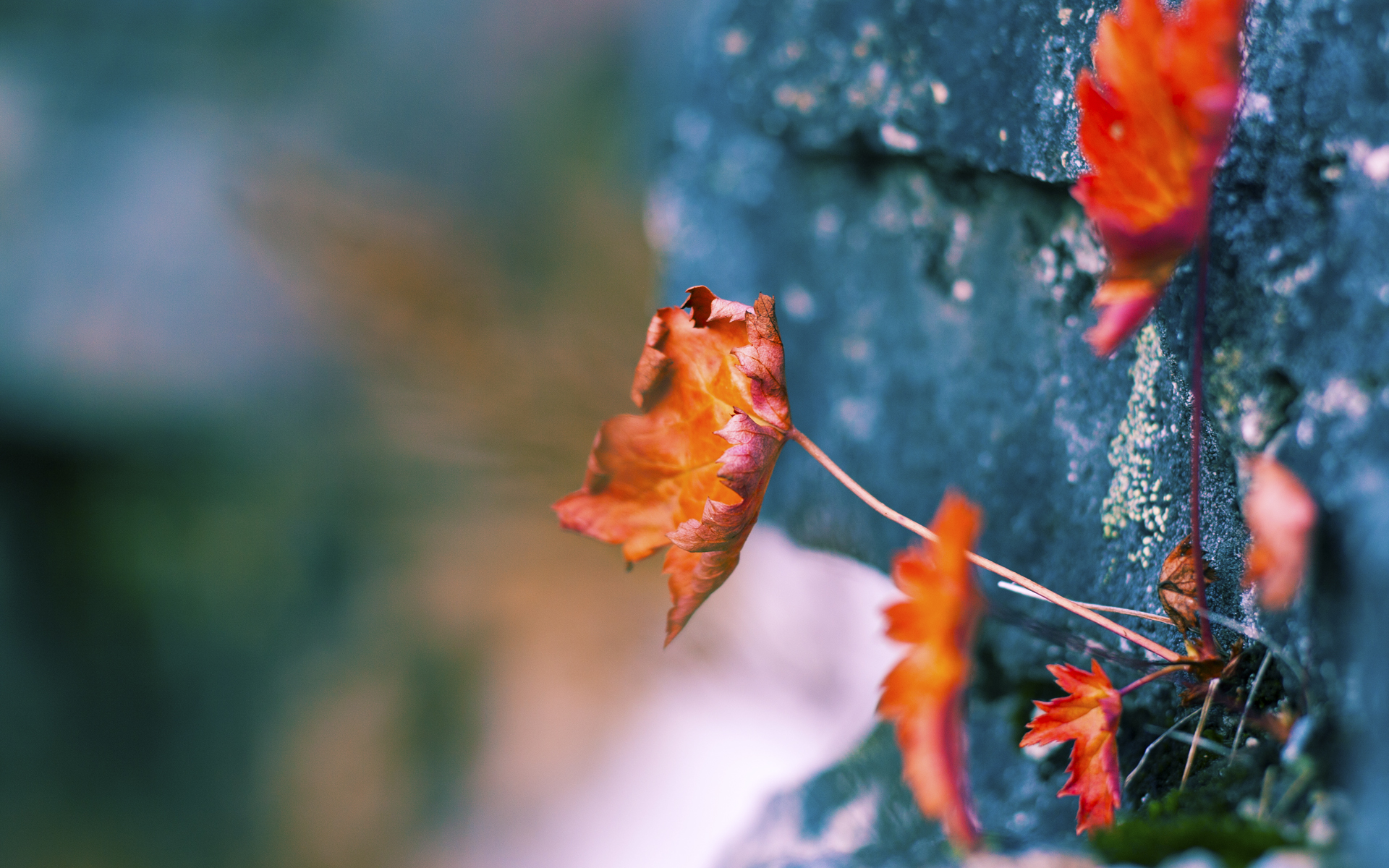 开云网页版-亚冠联赛中国足球迎战 球迷现场气氛热烈，中国球队 亚冠