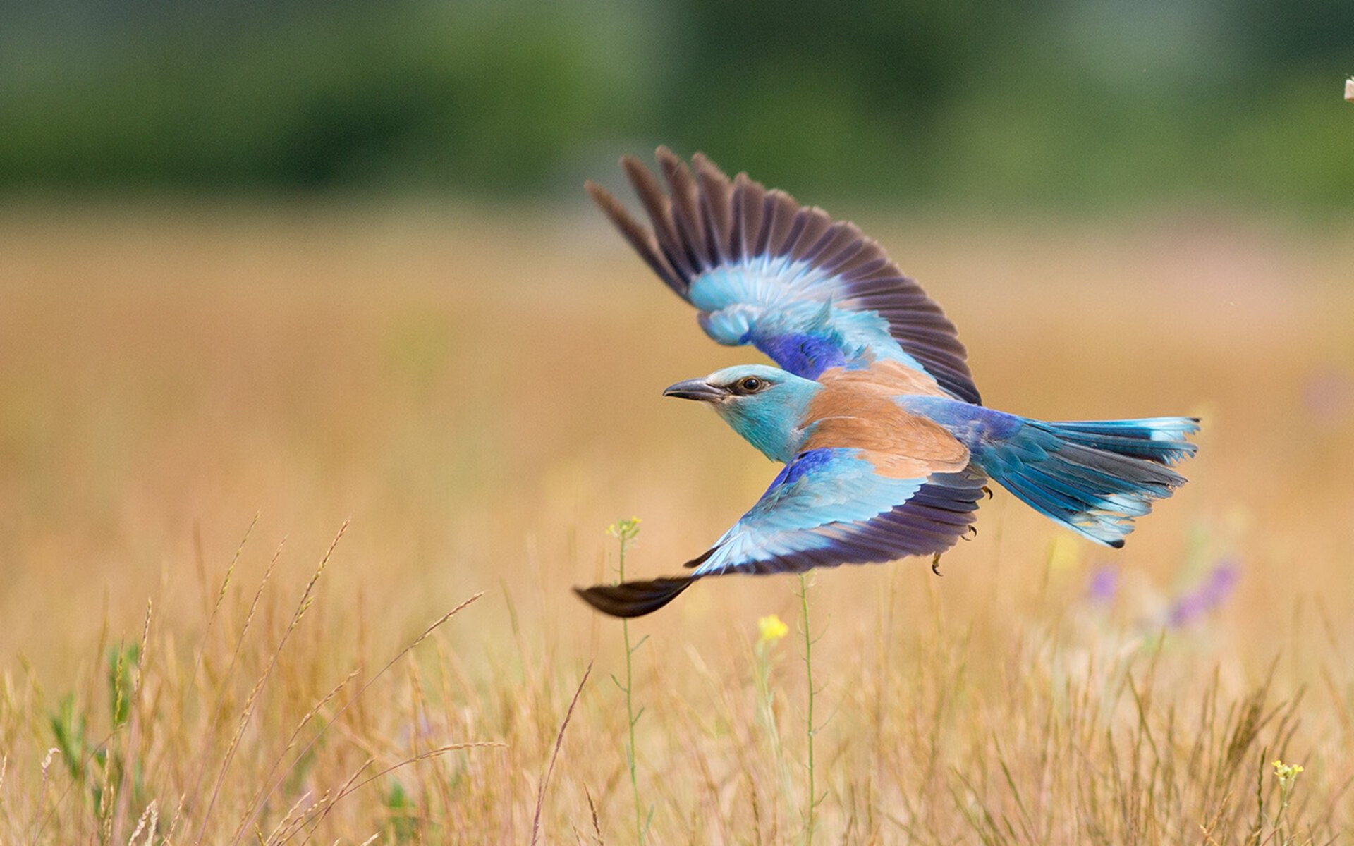 国际马拉松大师论坛共话赛事运营新趋势，国际马拉松金牌赛事