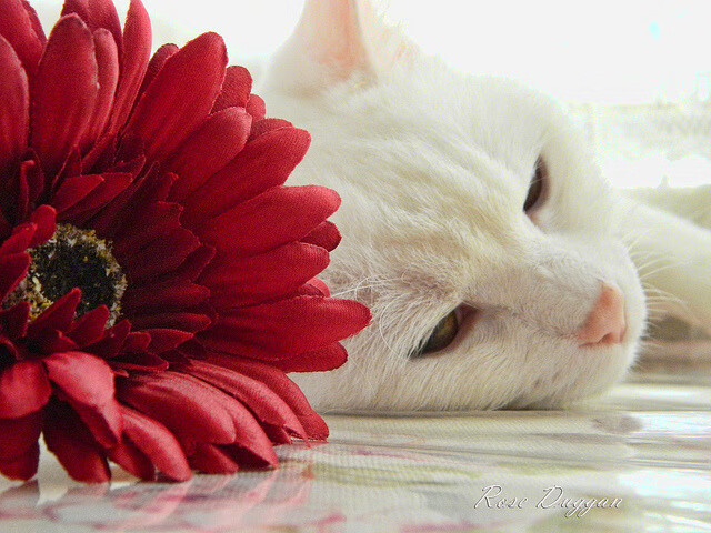 青训体系与职业联赛脱节现象,体育青训体系