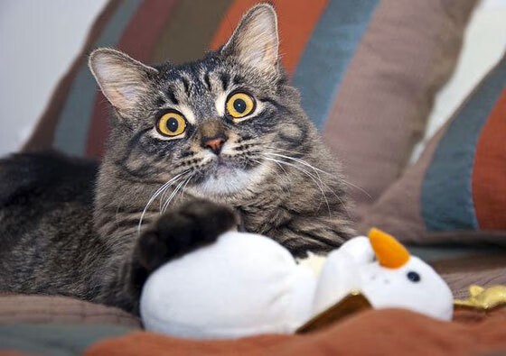 世界杯热身赛中的战术创新探索,世界杯篮球热身赛