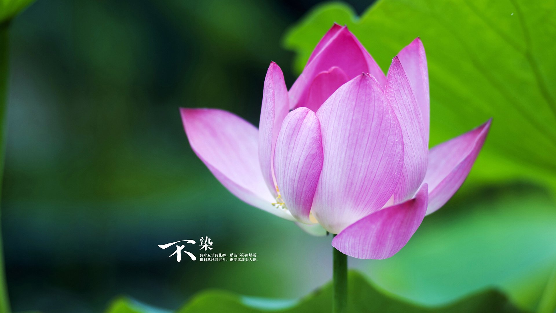 掘金小将加练投篮展现稳定成长势头，掘金打法