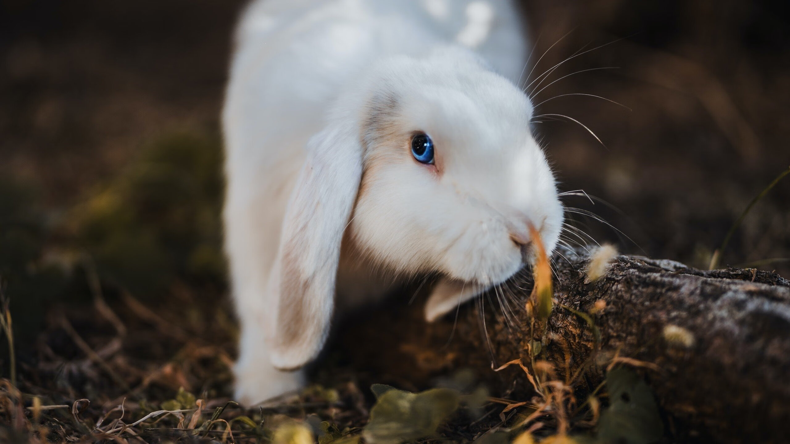 球员签约仪式走向国际化，跨国媒体全程报道，签约球员交易