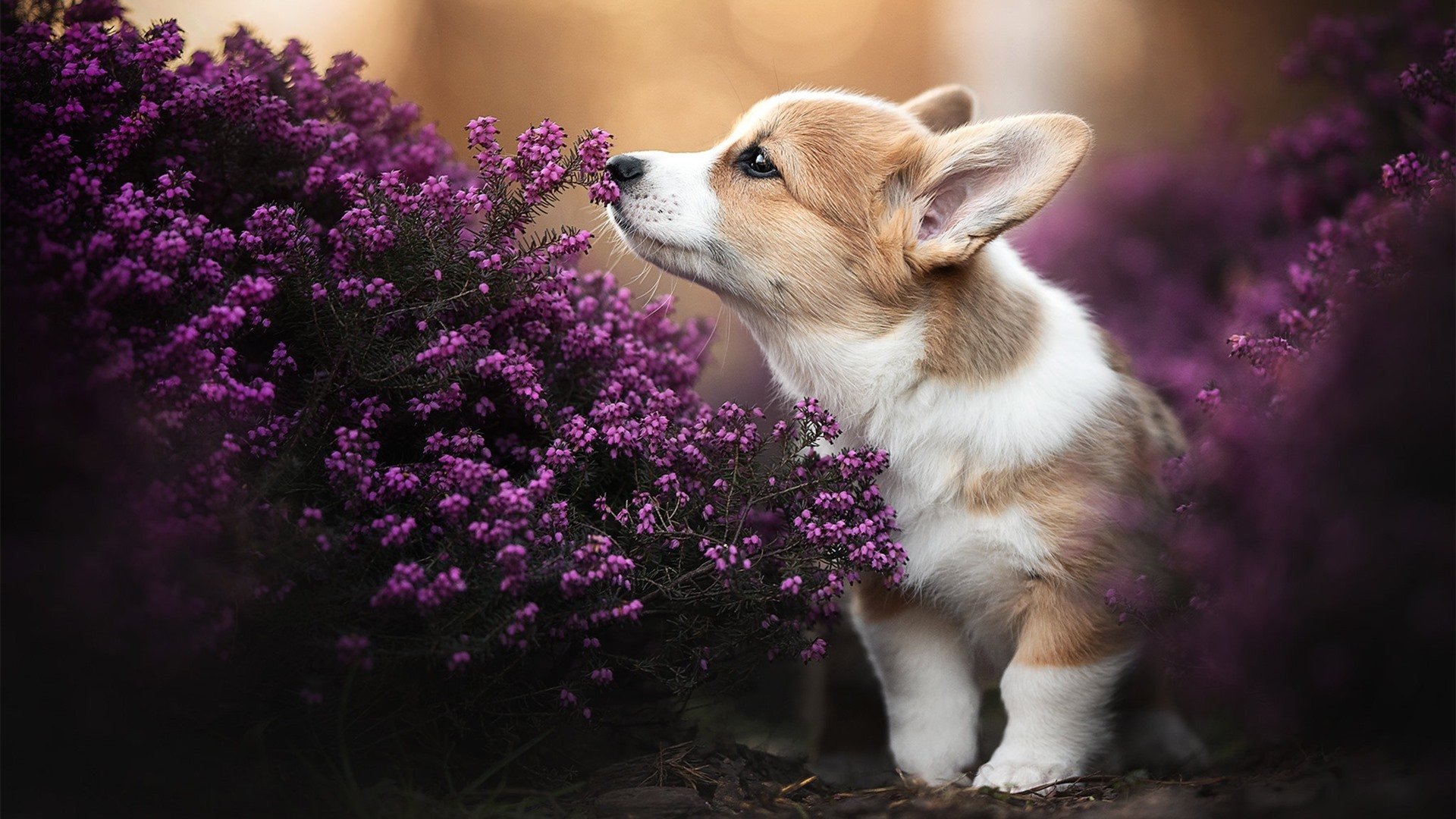 达米恩·麦肯齐：突破与传球如出一辙，他是全黑队不可或缺的进攻利器