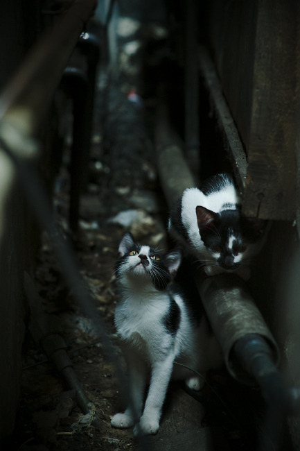 陈艺文冲击个人第五枚金牌，陈艺文夺冠