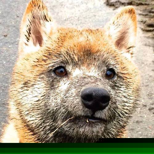 阿根廷美洲雄鹰队的进攻速度与技术，成冠军锦标赛新看点，阿根廷草原雄鹰