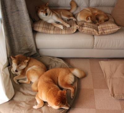 开云官方-黎巴嫩男篮在西亚锦标赛中奋勇打拼，冲击奥运大门，黎巴嫩男篮12人名单