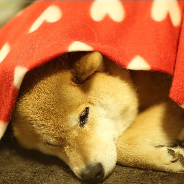 黎巴嫩男篮在西亚锦标赛中奋勇打拼,冲击奥运大门,黎巴嫩男篮12人名单